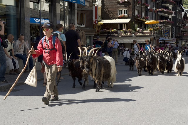 Blackneck goats zermatt and Kurt Muller