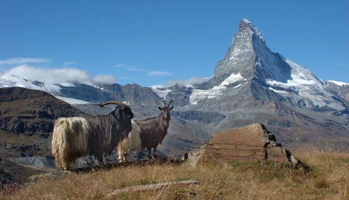 Goat Zermatt