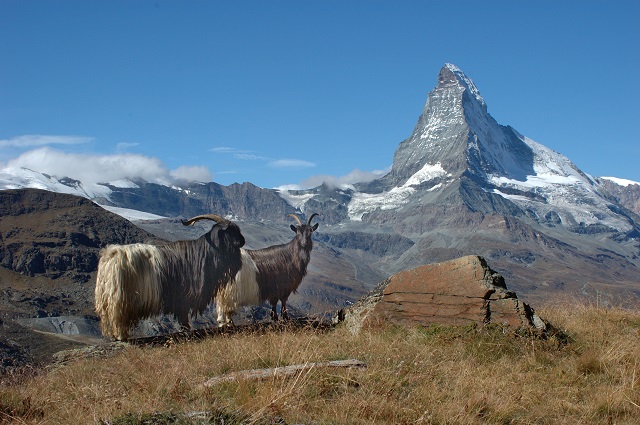 Goat Zermatt