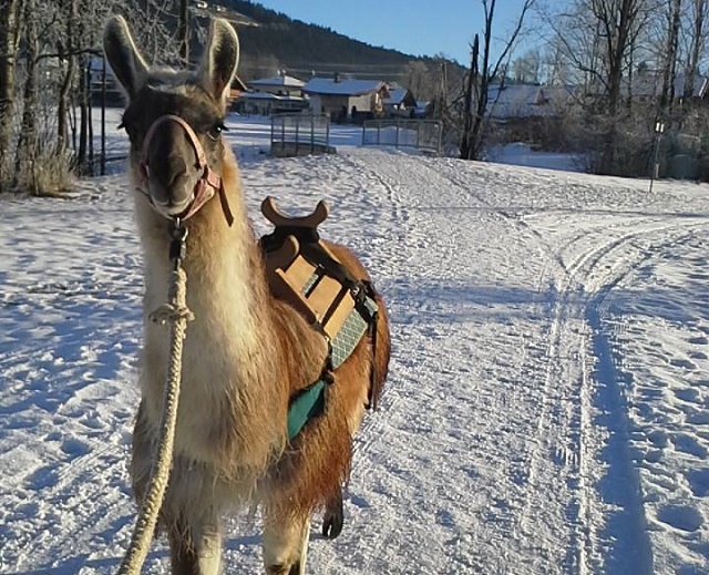 Winterliches Lamatrekking