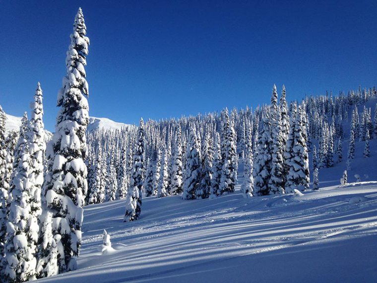 Tall trees covered in snow on a mountainside in Whistler Blackcomb
