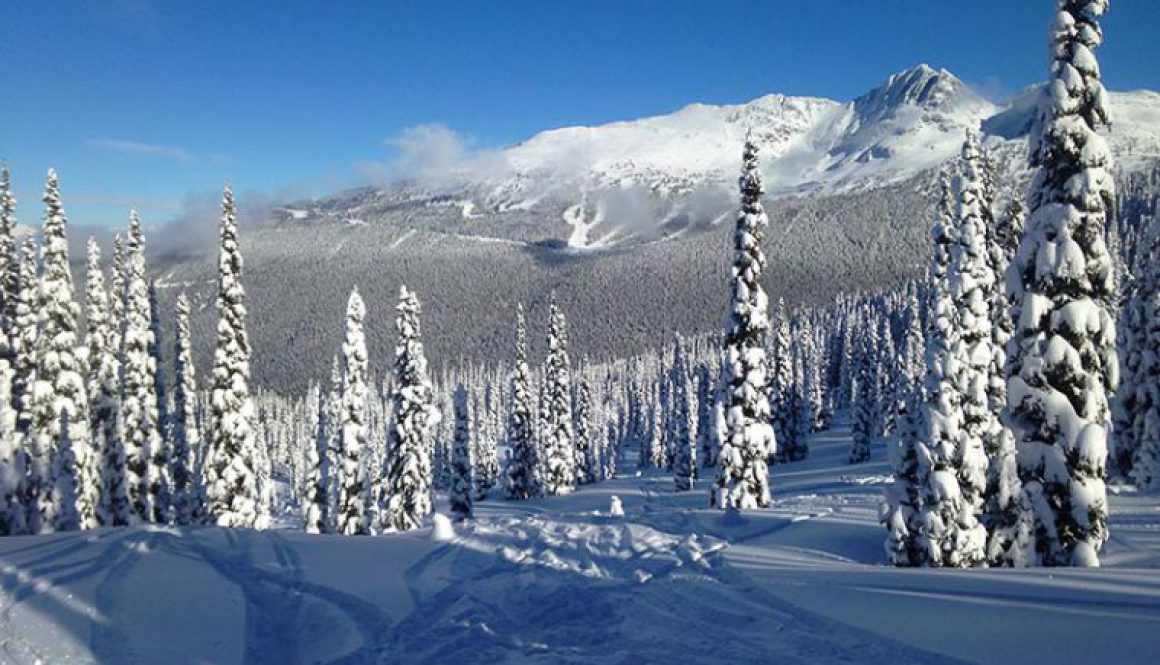 Tall trees covered in snow on a mountainside in Whistler Blackcomb