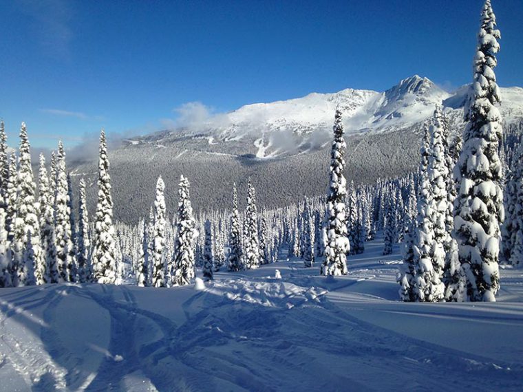 Tall trees covered in snow on a mountainside in Whistler Blackcomb