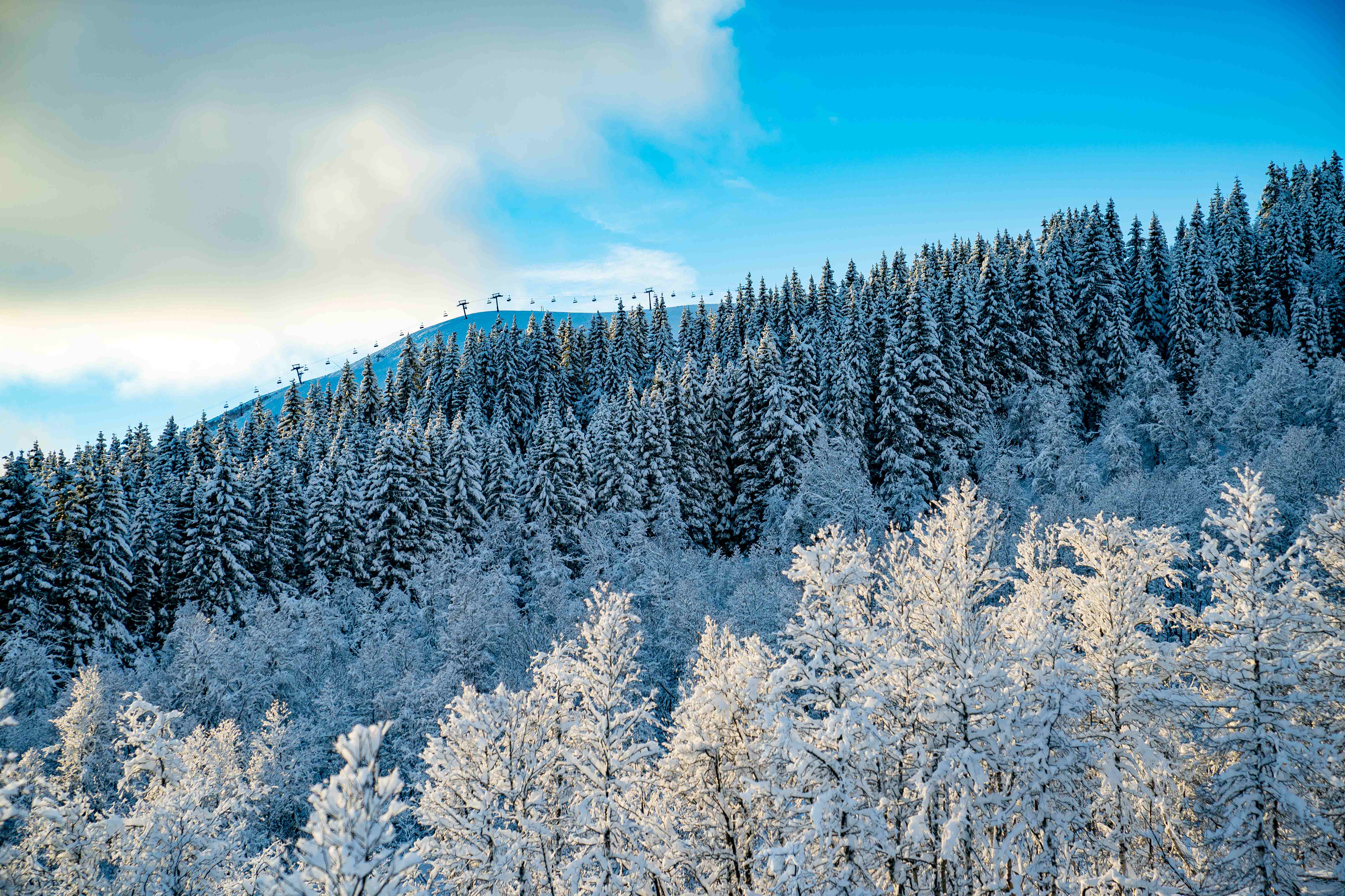 snow covered threes in myrkdalen_sverre f hj rnevik   fjellandsby