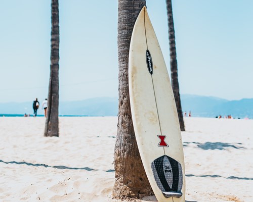 A surfboard placed against a palm tree