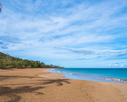 A wide, empty, golden sand beach backed with palm trees and forest