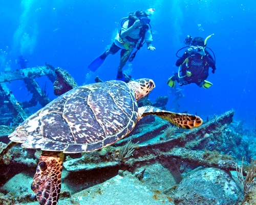 2 scuba-divers swimming by a shipwreck and coral reef with turtles
