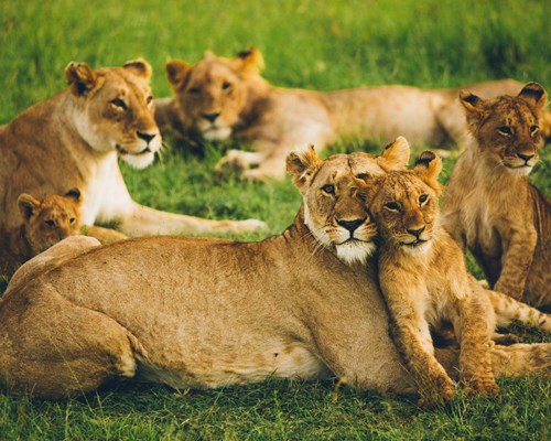 Lionesses and cubs sitting on a patch of grass