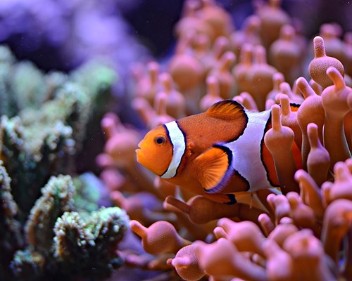 Colourful corals and clown fish