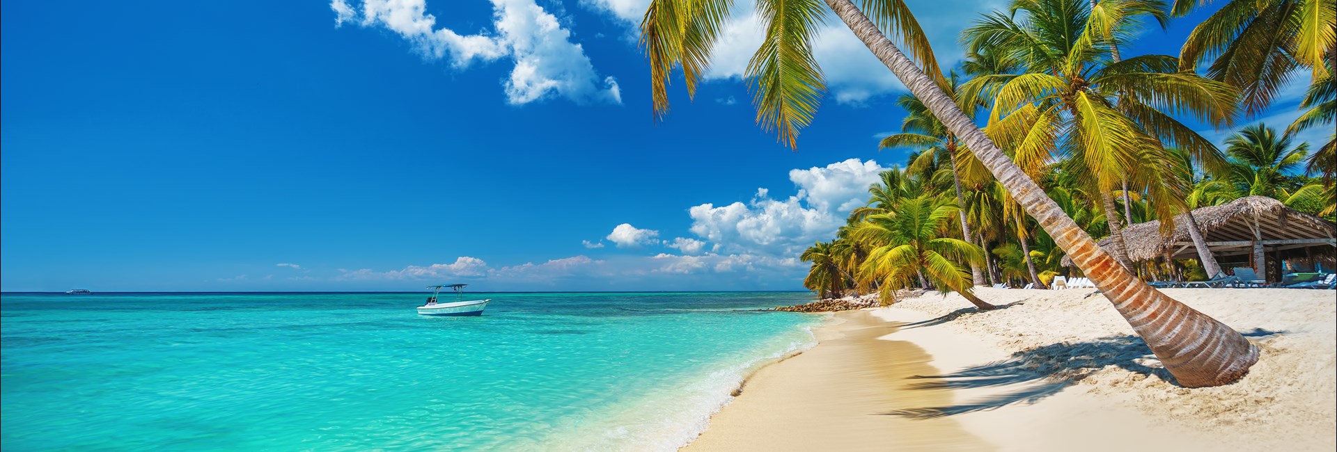  Tropical beach with large palm tree in Punta Cana