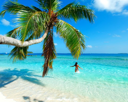 Large palm tree on edge of tropical beach 