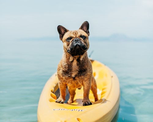 A dog sitting on a yellow kayak in the sea