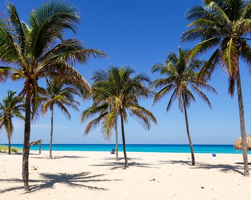 Palm trees dotted around on a white sand tropical beach