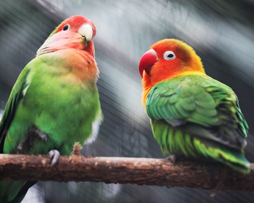 Two small colourful parrots sitting in branch