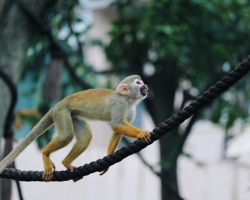 white monkey climbing on a rope in the jungle