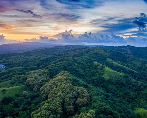Rainforest panorama of Tobago Main Ridge Forest Reserve