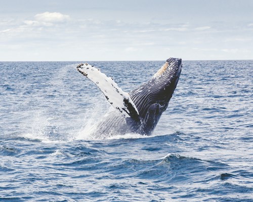 Humpback whale coming out of the sea