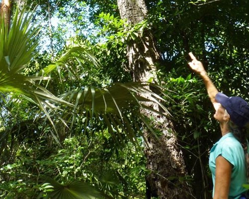 Women pointing up at tree in leafy green rainforest - Mastic Trail, Cayman Islands