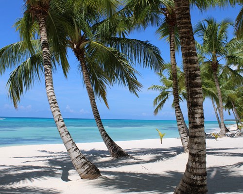  Palm trees on a white sand beach