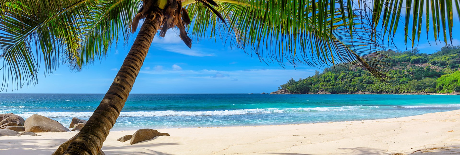 Large palm tree on tropical beach