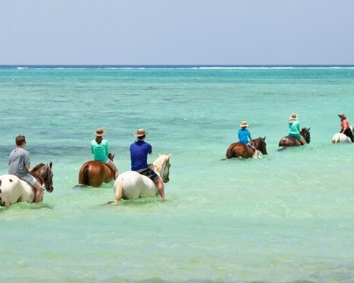 Group of people horse riding in turquoise ocean - Cayman Islands