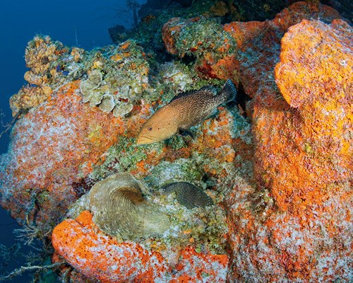  Large yellow and black fish swimming past an orange rock covered in coral 