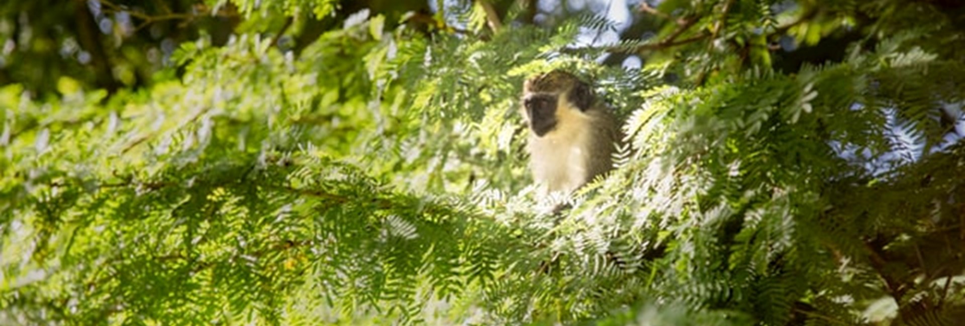 Barbados Green Monkey sitting in a tree