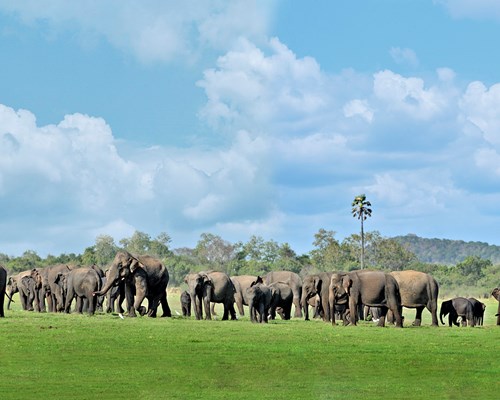 Herd of elephants on grasslands with mountains in the distance