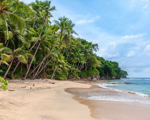 Vibrant green palms edging a tropical beach