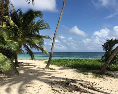 Palm trees on a wild tropical beach