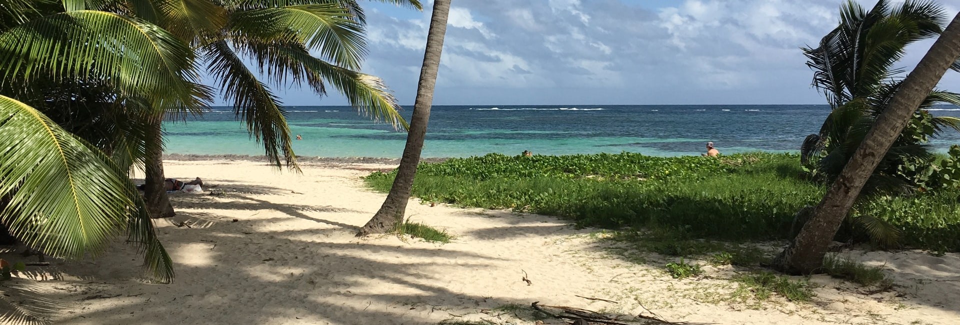 Palm trees on a wild tropical beach