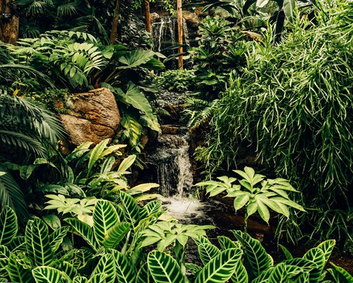 Green jungle plants near small waterfall 