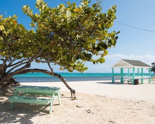 Blue benches on white sand with big tree and ocean in background  - West bay beach, Grand Cayman 