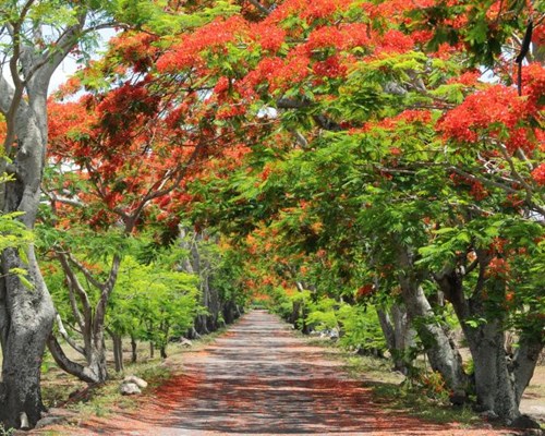Blossomed red and green trees leaning over a straight cobalt path 
