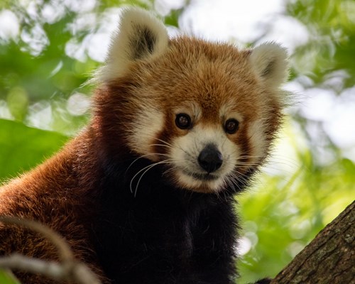 Close up of a red panda in a tree