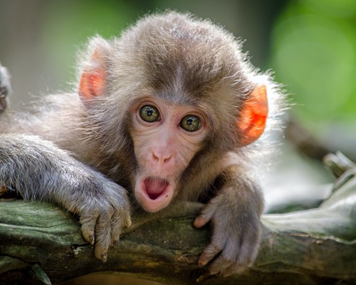 Close up photo of a monkey 