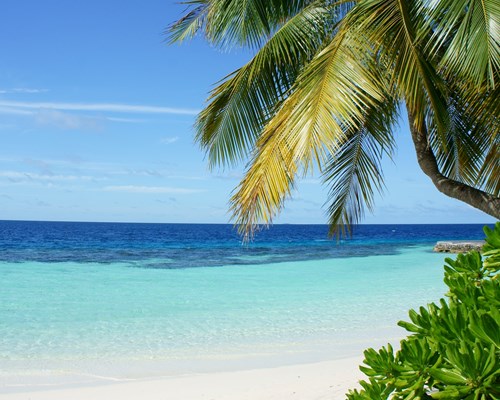  Tall palm trees on edge of tropical blue sea