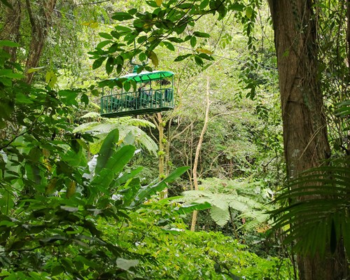 Tram tour through a rainforest