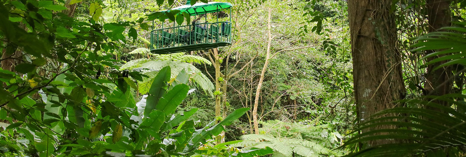 Green tram going through a rainforest