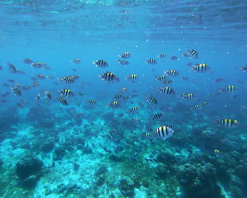 School Of Tropical Fish In Clear Blue Sea 