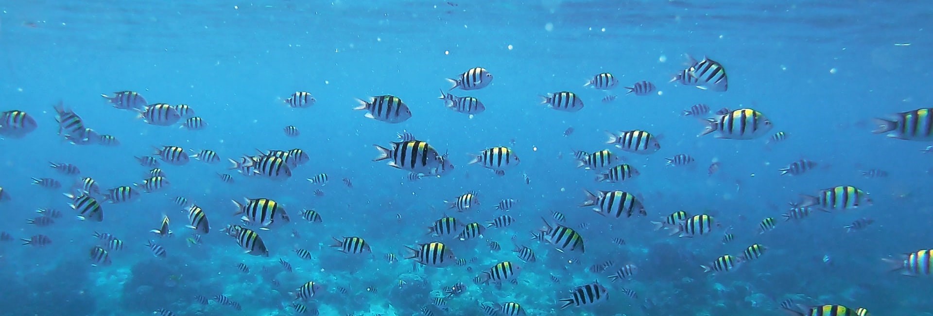 School Of Tropical Fish In Clear Blue Sea