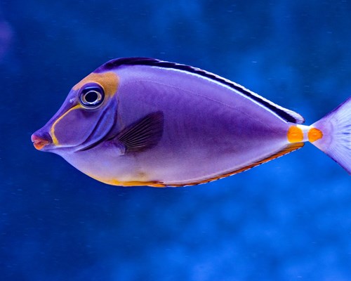 Beautiful lilac fish swimming in water