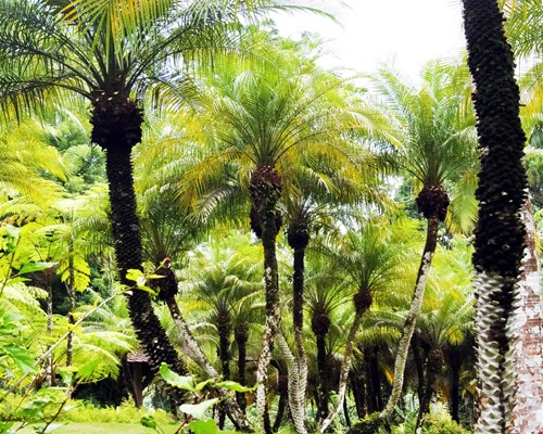 Forest of green palm trees in the Caribbean