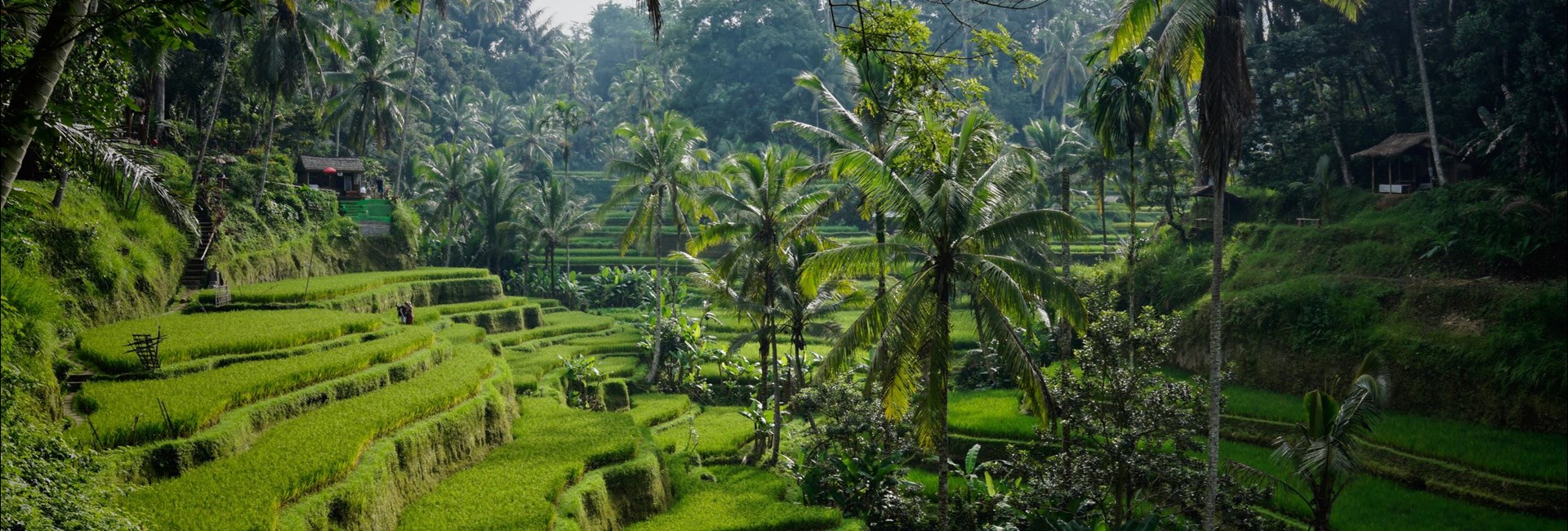 Luscious foliage in Bali