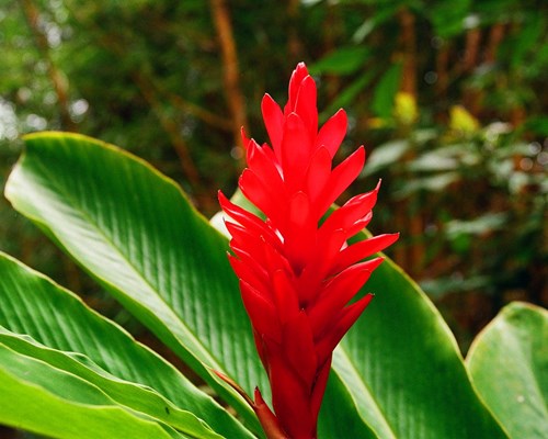 Close up of red tropical plant in forest