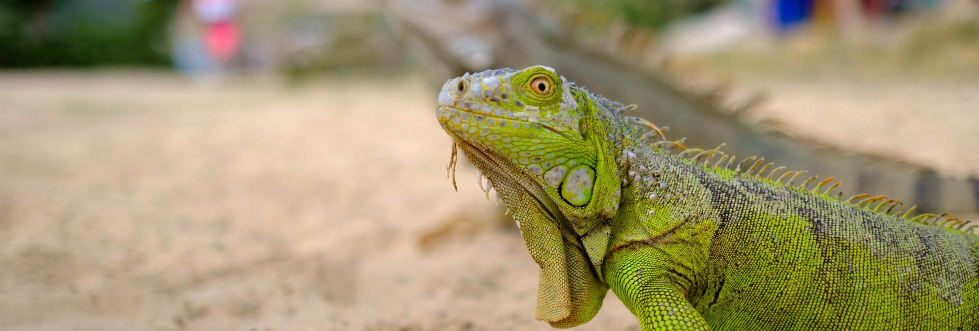 Close up of a green iguana on a beach