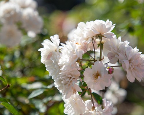 Pinky-white flowers blossom in garden