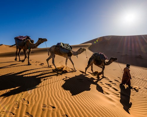 Man walking three camels through the Sahara Desert