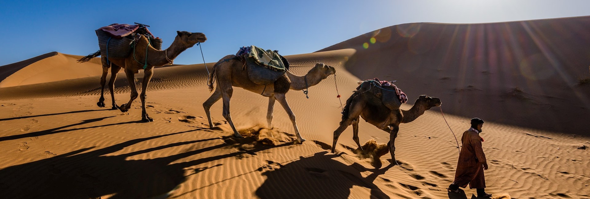 man leading 3 camels in camel train across desert in Arabia