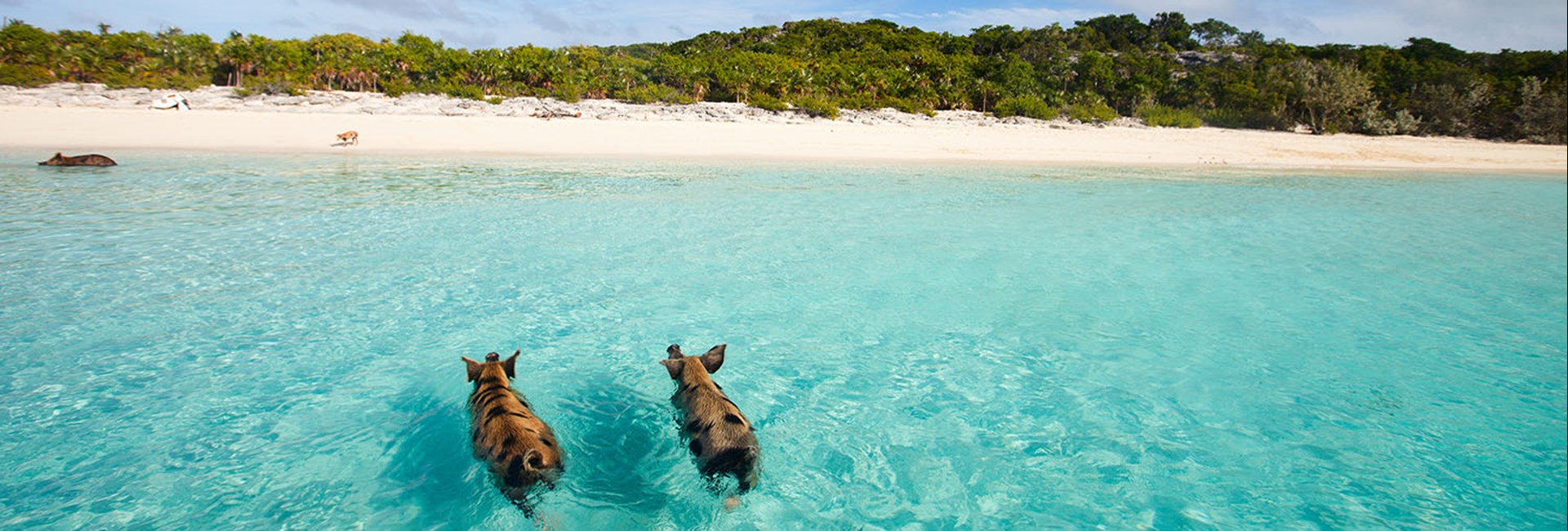Two pigs swimming in tropical sea